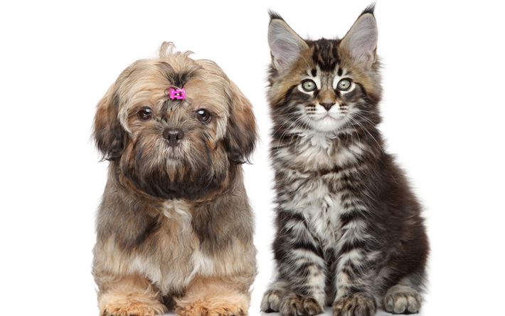 Shih Tzu, Maine Coon, un perro y un gatito, simp&#225;ticos animales, mascotas, perros y gatos, los amigos, los gatos, los perros, la amistad, los conceptos
