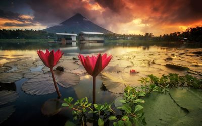 Mayon Volcano, water lilies, sunset, Mount Mayon, lake, stratovolcano, Philippines