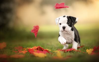 bulldog ingl&#234;s, pequeno cachorro branco preto, animais de estima&#231;&#227;o, c&#227;o de pequeno porte, animais fofos, cachorros, outono