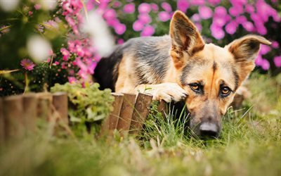 German Shepherd, puppy, cute animals, pets, flowers, bokeh, dogs, German Shepherd Dog