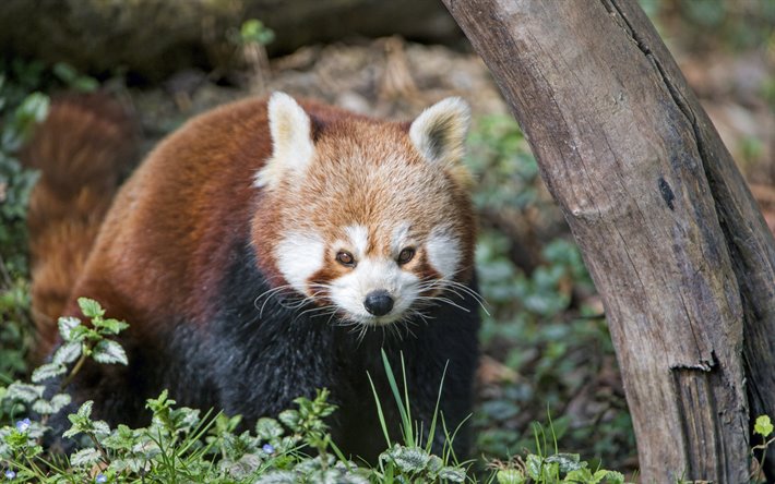 Punainen panda, nis&#228;k&#228;s, wildlife, luonnonvaraisten el&#228;inten, s&#246;p&#246;j&#228; el&#228;imi&#228;, panda
