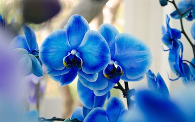 blue orchids, macro, blue flowers, flora, bokeh, Orchidaceae, orchids, Phalaenopsis