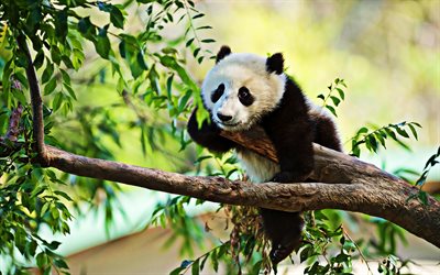 sleeping small panda, wildlife, baby panda, Ailuropoda melanoleuca, cute animals, panda on branch, panda