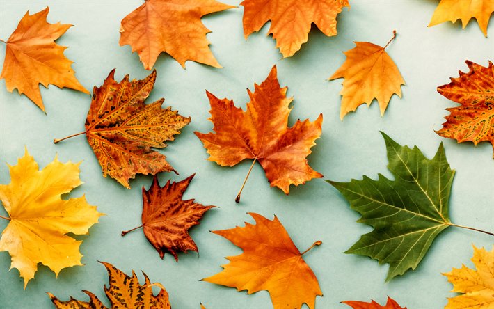 أوراق الخريف, أوراق صفراء, الأوراق الجافة, الخريف, الخلفية الطبيعية, مواسم