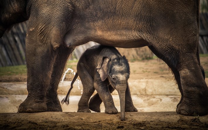pouco bonito do beb&#234; elefante, animais fofos, pequeno elefante, m&#227;e e filhote, elefantes