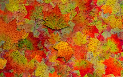 4k, 紅葉のパターン, 水滴, オレンジ葉の質感, 紅葉, 葉, オレンジ葉, 葉質感, 食感を残し, 葉のパターン, マクロ