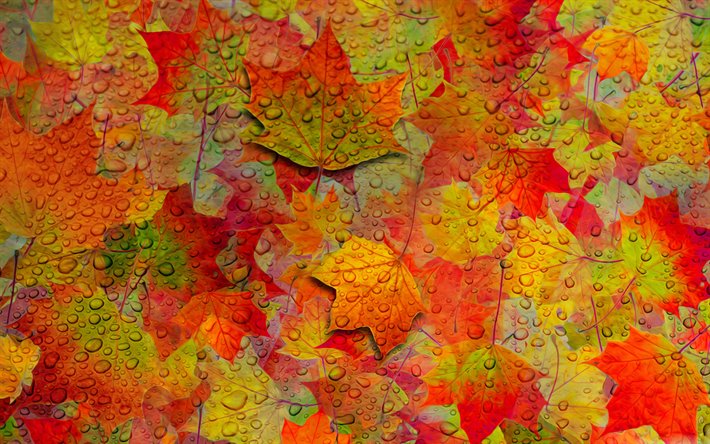 ダウンロード画像 4k 紅葉のパターン 水滴 オレンジ葉の質感 紅葉 葉 オレンジ葉 葉質感 食感を残し 葉のパターン マクロ フリー のピクチャを無料デスクトップの壁紙