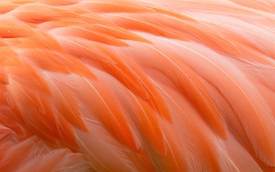 フラミンゴの羽毛質感, 4k, 羽背景, 背景羽, フラミンゴ羽, マクロ, 羽織, ピンクの羽毛の背景, 羽毛のパターン