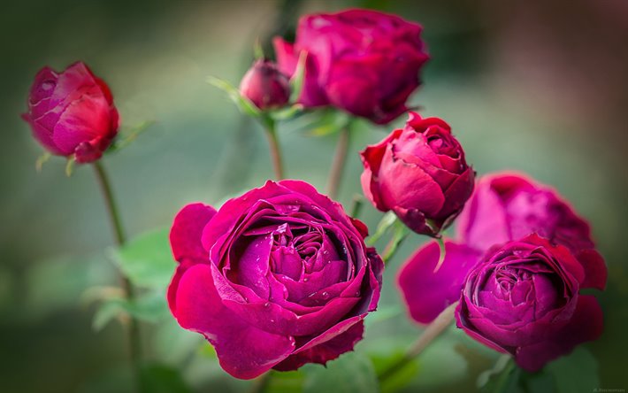 roxo rosas, macro, flores roxas, bokeh, rosas, bot&#245;es, colorido buqu&#234; de rosas, lindas flores, planos de fundo com flores, roxo gomos
