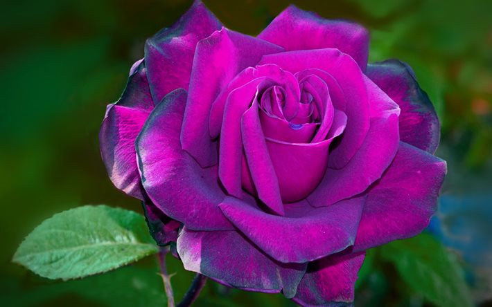 viol ros, makro, bokeh, violetta blommor, rosor, knoppar, violetta rosor, suddig bakgrund, vackra blommor, bakgrunder med rosor, violetta knoppar