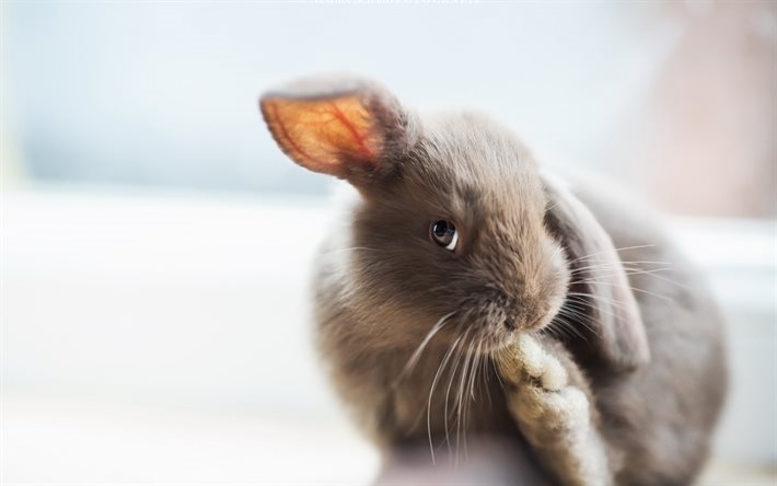 bunny, gr&#229; kanin, husdjur, s&#246;ta kaniner