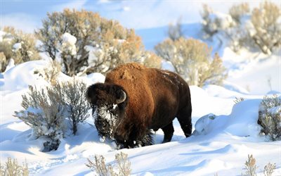 Bison, inverno, neve, bisonte Americano, USA