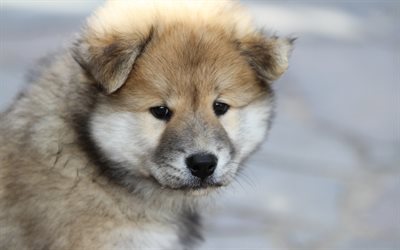 Eurasier, dogs, puppy, 4K, cute animals