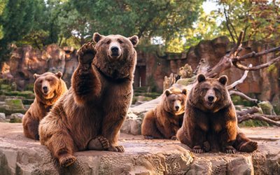 bears, zoo, predator, brown bears