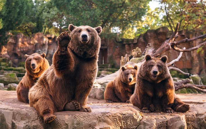 bj&#246;rnar, zoo, rovdjur