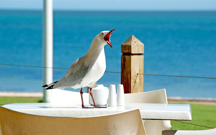 gaviota, la cafeter&#237;a, la costa, la playa, las gaviotas, Laridae
