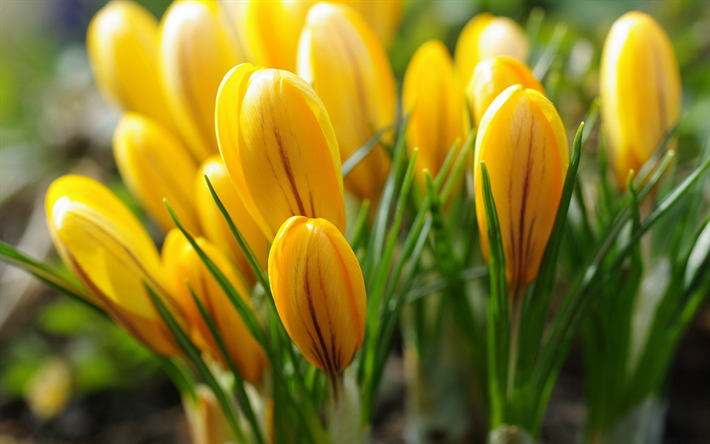 giallo crochi, fiori, primavera, bella, piccola fiori, Flora