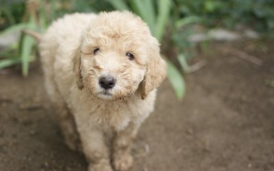 4k, Poodle, puppy, pets, dogs, funny animals, Poodle Dog