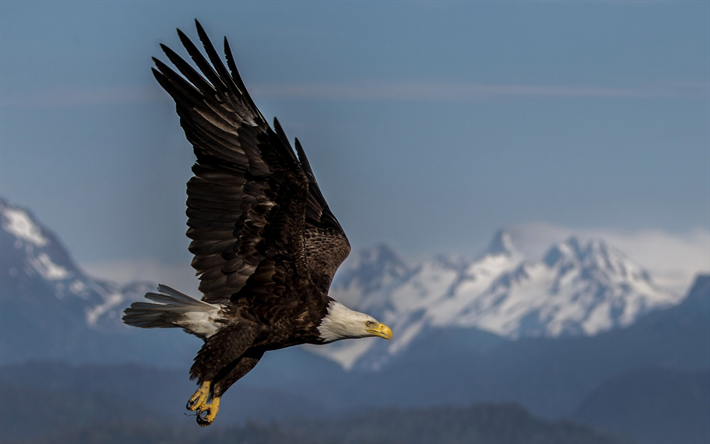bald eagle, USA, rovdjur, vilda djur, vackra f&#229;glar