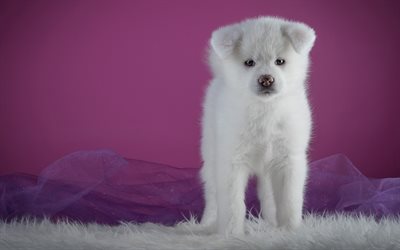 Akita Inu, white fluffy puppy, small dog, cute puppies, Japanese dogs