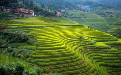 Guangxi, riisi kent&#228;t, hills, maatalous, Kiina, Aasiassa