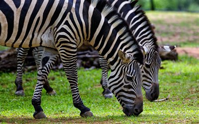 zebras, 4k, wildlife, Africa, savannah, zebra, African Prairie