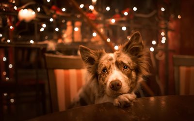 Australian Shepherd Dog, Aussie, New Year, Christmas, dog, cute animals