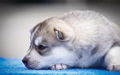 husky, small puppy, 4k, cute dog, blue eyes, pets