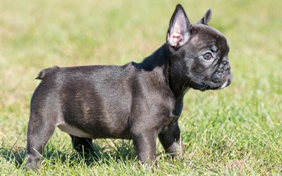 French Bulldog, small black puppy, 4k, pets, small dogs