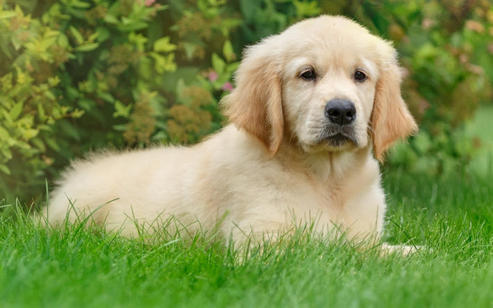 golden retriever, puppy, lawn, pets, cute animals, dogs, labrador