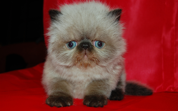 4k, Fars&#231;a kedi, sevimli kedi, Pers kedi, evcil hayvan, sevimli hayvanlar, kediler, İran kediler