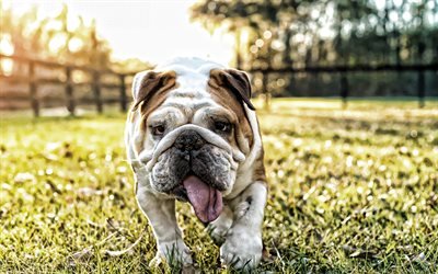 Engelsk Bulldog, close-up, rolig hund, husdjur, s&#246;ta djur, gr&#228;smatta, Engelsk Bulldog Hund