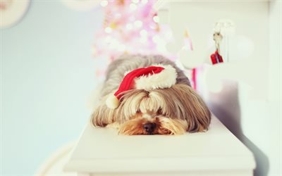 Yorkshire Terrier, Ano Novo, Natal, c&#227;o bonito, c&#227;o dormir, festa, cachorros, animais de estima&#231;&#227;o
