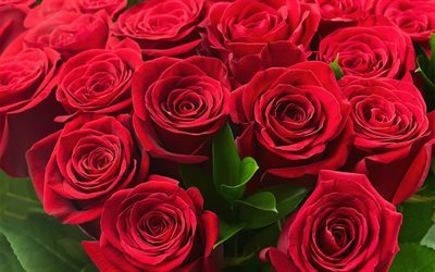 Rosas rojas, ramo de rosas, flores rojas, rosas