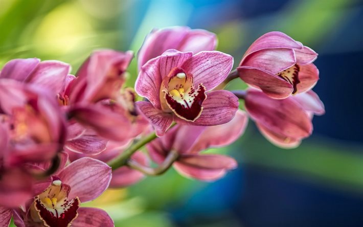 orchideen, tropische blumen, orchidee, zweig, rosa orchidee