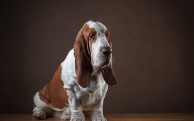 Basset hound, 4k, simpatici animali, divertente, cane, animali domestici, cani, Basset hound Dog