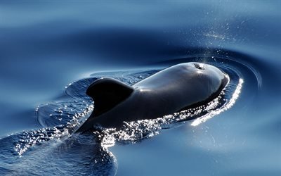 オキゴンドウ, 海, 近, 野生動物, 鯨, シャチOrcinus orcaの