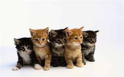 des petits chatons, animaux mignons, cinq chatons, animaux de compagnie, les chats