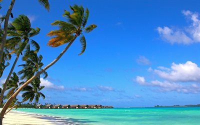 Maldivas, Oceano &#205;ndico, palmas, ilha tropical, viagens de ver&#227;o, c&#233;u azul
