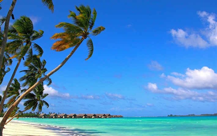 Maldiverna, Indiska Oceanen, palms, tropiska &#246;n, resa i sommar, bl&#229; himmel