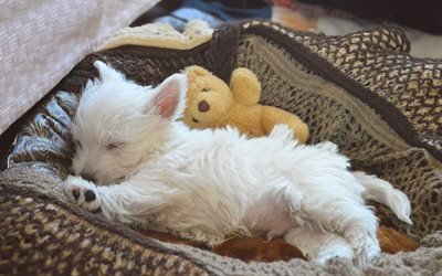 West Highland White Terrier, little fluffy dog, white puppy, cute animal, sleeping dog