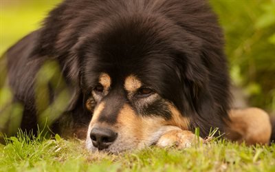 Tibetan Mastiff, 4k, black dog, pets, big dogs, muzzle, Tibetan Mastiff Dogs
