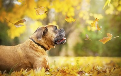 Boxer, 4k, cute dog, lawn, pets, autumn, dogs, Boxer Dog