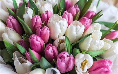 bianco, rosa, bouquet, tulipani, fiori di primavera, tulipani bianchi