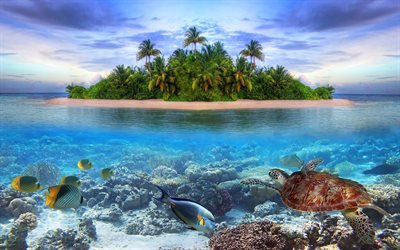 Malediivit, 4k, kilpikonna, vedenalainen, trooppinen saari, wildlife, coral reef, kala