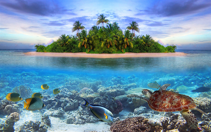 Malediivit, 4k, kilpikonna, vedenalainen, trooppinen saari, wildlife, coral reef, kala