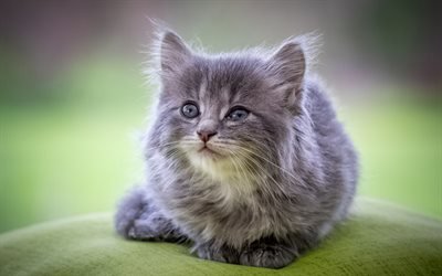 fluffy gray kitten, British shorthair cat, cute little cat, domestic cats