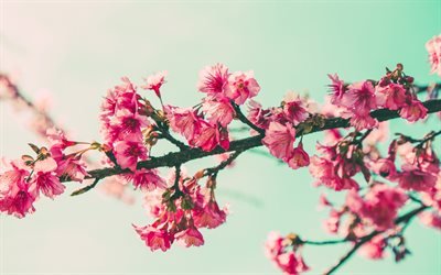 spring, cherry branches, blue sky, sakura, cherry blossom, pink flowers