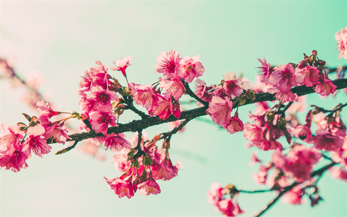 primavera, cereza ramas, cielo azul, sakura, de los cerezos en flor, las flores de color rosa