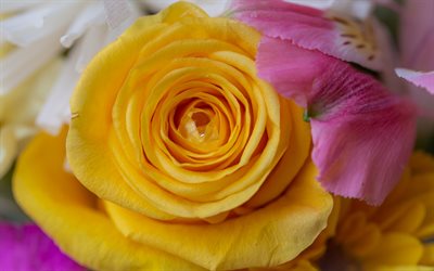 la rosa amarilla, capullo de rosa, flor amarilla, de rosas, de fondo amarillo y rosa